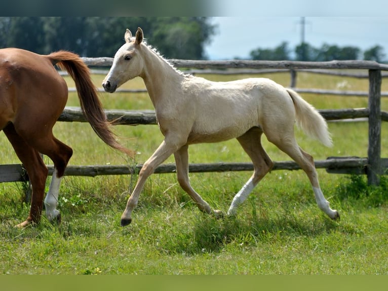 Polnisches Halbblut Stute  167 cm Palomino in Piecowice