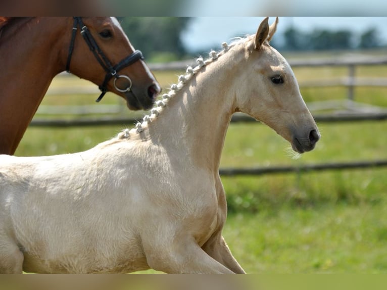 Polnisches Halbblut Stute  167 cm Palomino in Piecowice