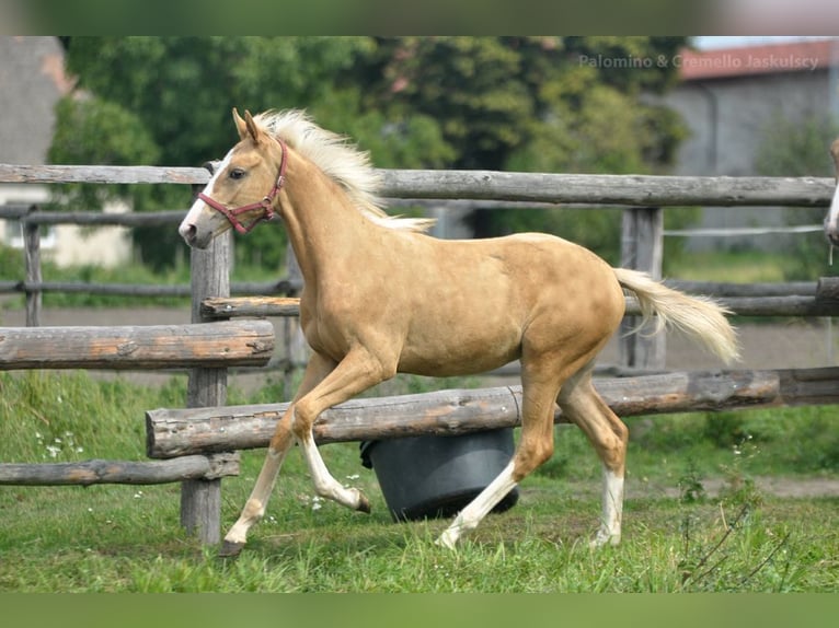 Polnisches Halbblut Stute Fohlen (02/2024) 168 cm Palomino in Kiełczów