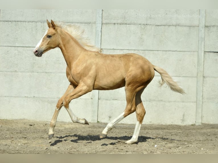 Polnisches Halbblut Stute Fohlen (02/2024) 168 cm Palomino in Kiełczów