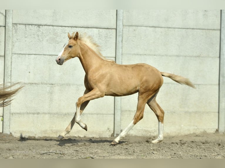 Polnisches Halbblut Stute Fohlen (02/2024) 168 cm Palomino in Kiełczów