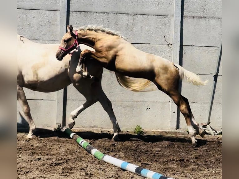 Polnisches Halbblut Stute Fohlen (04/2024) 168 cm Palomino in Kamieniec Wrocławski