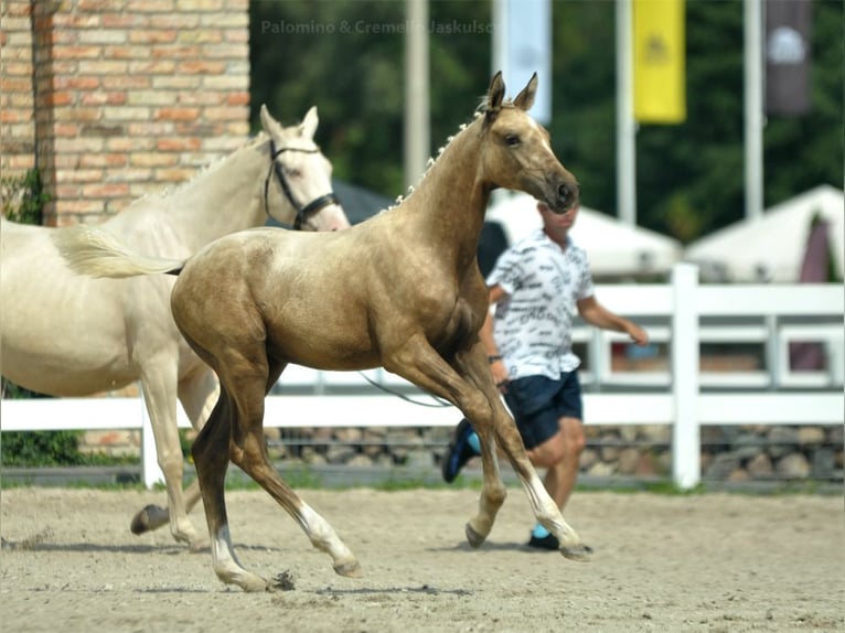 Polnisches Halbblut Stute Fohlen (04/2024) 168 cm Palomino in Kamieniec Wrocławski