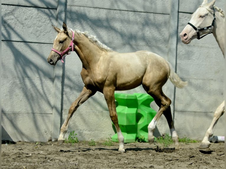 Polnisches Halbblut Stute Fohlen (04/2024) 168 cm Palomino in Kamieniec Wrocławski