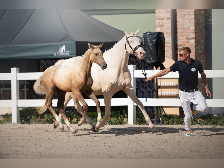 Polnisches Halbblut Stute Fohlen (04/2024) 168 cm Palomino in Kamieniec Wrocławski