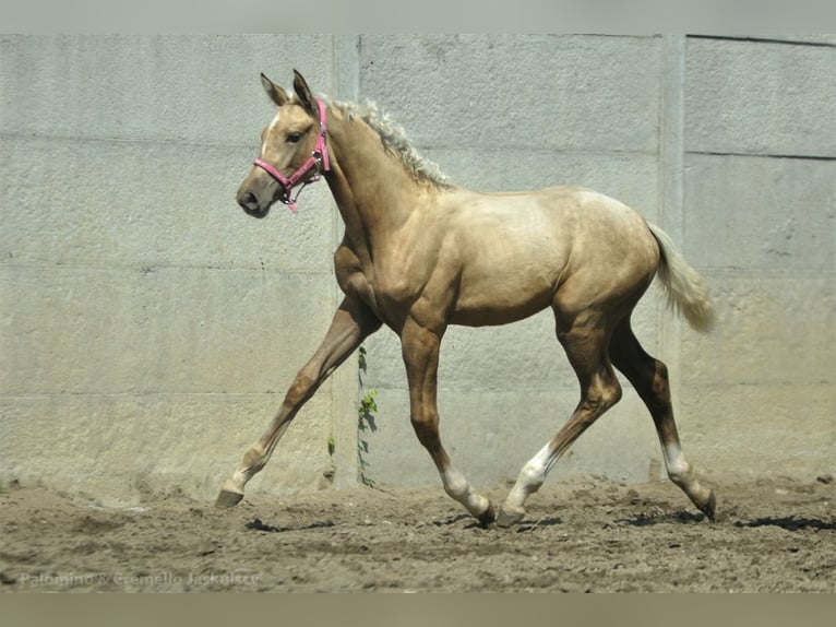 Polnisches Halbblut Stute Fohlen (04/2024) 168 cm Palomino in Kamieniec Wrocławski