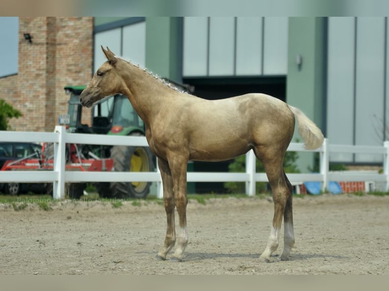 Polnisches Halbblut Stute Fohlen (04/2024) 168 cm Palomino in Kamieniec Wrocławski