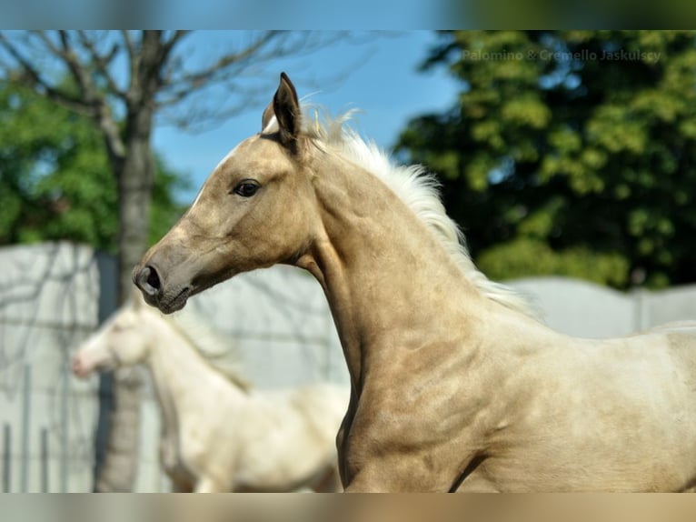 Polnisches Halbblut Stute Fohlen (04/2024) 168 cm Palomino in Kamieniec Wrocławski