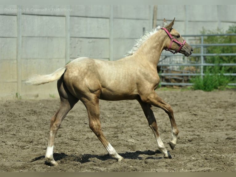 Polnisches Halbblut Stute Fohlen (04/2024) 168 cm Palomino in Kamieniec Wrocławski