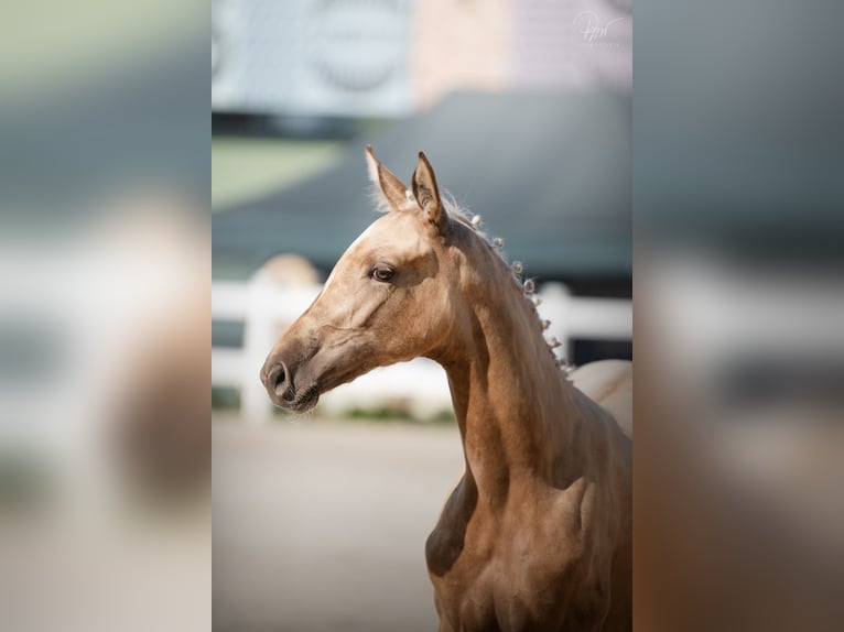 Polnisches Halbblut Stute Fohlen (04/2024) 168 cm Palomino in Kamieniec Wrocławski