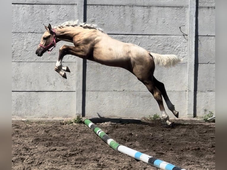 Polnisches Halbblut Stute Fohlen (04/2024) 168 cm Palomino in Kamieniec Wrocławski