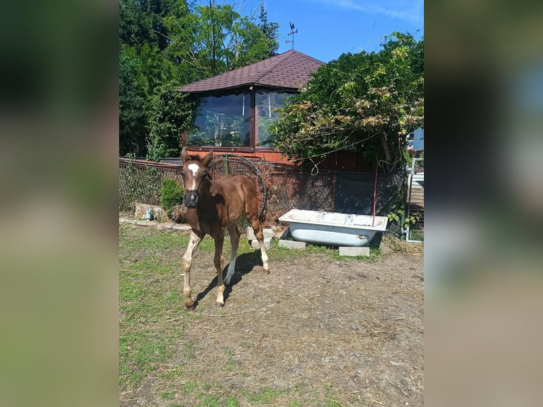 Polnisches Halbblut Stute Fohlen (06/2026) 168 cm Rappschimmel in Połajewo