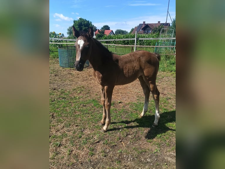 Polnisches Halbblut Stute Fohlen (06/2026) 168 cm Rappschimmel in Połajewo