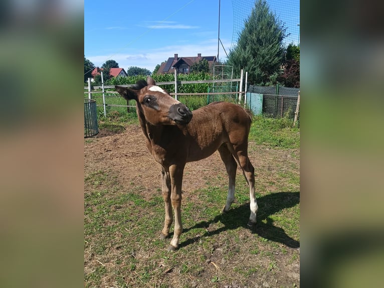 Polnisches Halbblut Stute Fohlen (06/2026) 168 cm Rappschimmel in Połajewo