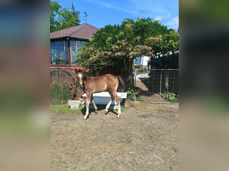 Polnisches Halbblut Stute Fohlen (06/2026) 168 cm Rappschimmel in Połajewo