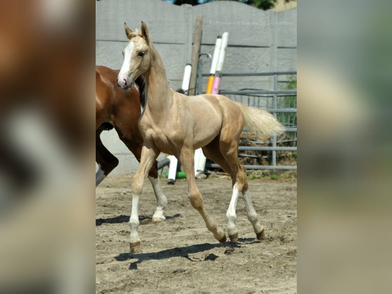 Polnisches Halbblut Stute Fohlen (03/2024) 170 cm Palomino in Kamieniec Wrocławski