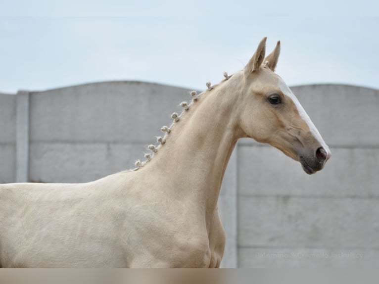 Polnisches Halbblut Stute Fohlen (03/2024) 170 cm Palomino in Kamieniec Wrocławski