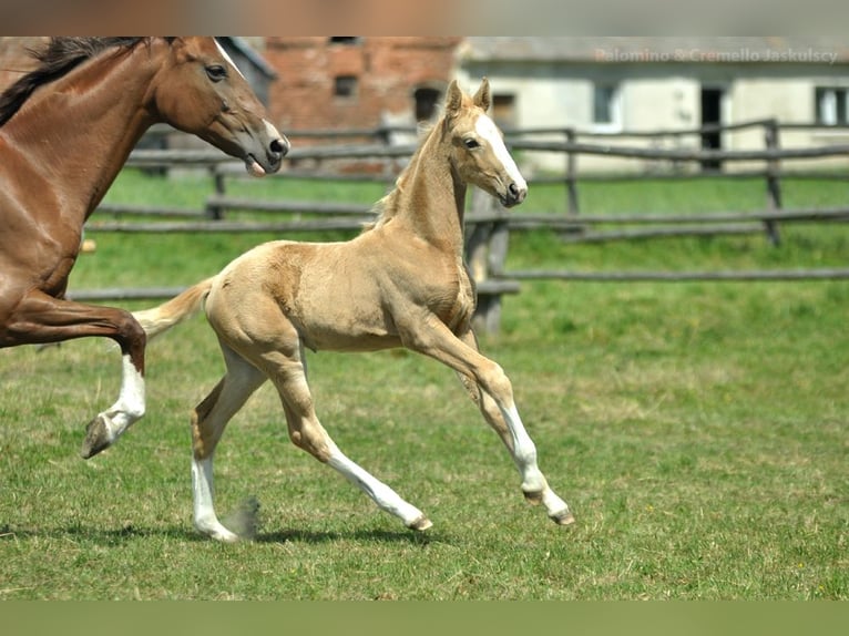 Polnisches Halbblut Stute Fohlen (03/2024) 170 cm Palomino in Kamieniec Wrocławski