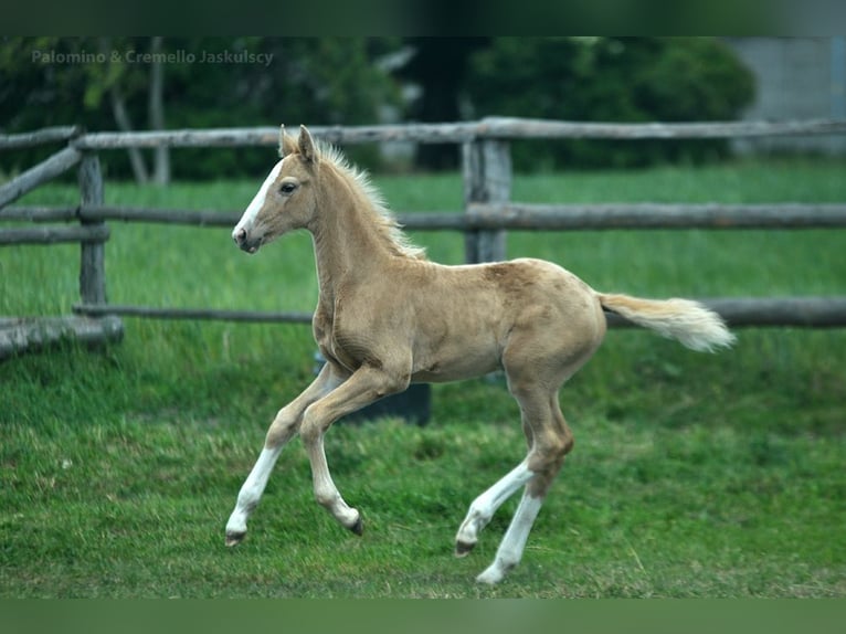 Polnisches Halbblut Stute Fohlen (03/2024) 170 cm Palomino in Kamieniec Wrocławski