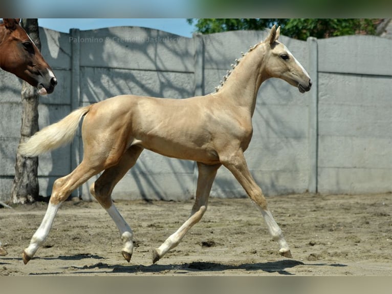 Polnisches Halbblut Stute Fohlen (03/2024) 170 cm Palomino in Kamieniec Wrocławski