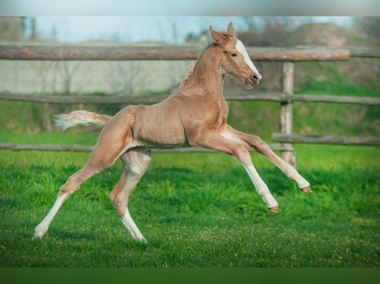 Polnisches Halbblut Stute Fohlen (03/2024) 170 cm Palomino in Kamieniec Wrocławski