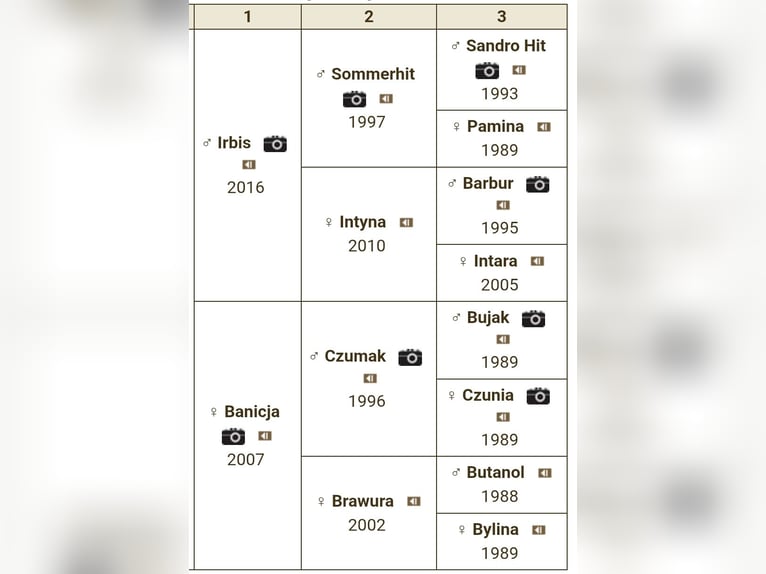 Polnisches Halbblut Stute Fohlen (07/2025) in Romanowo G&#xF3;rne