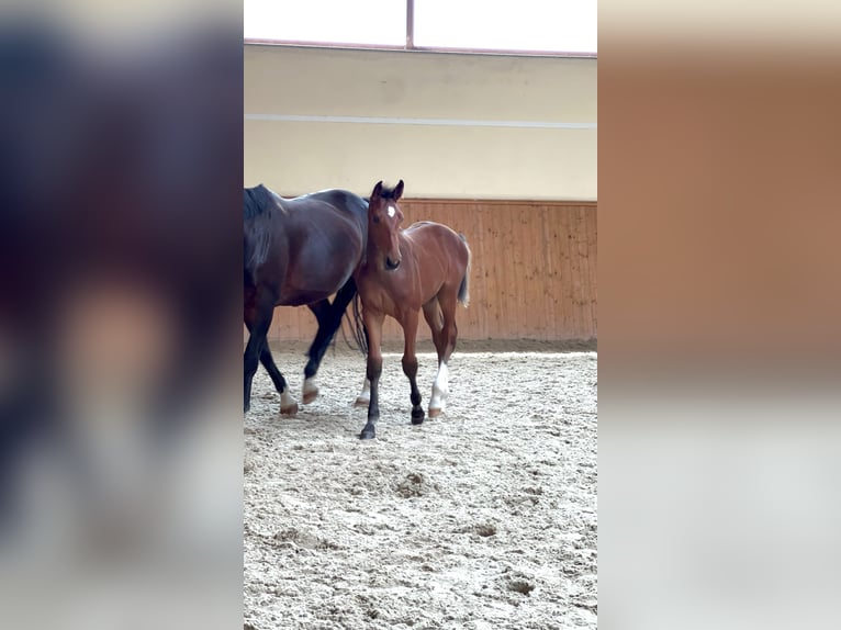 Polnisches Halbblut Stute Fohlen (03/2024) Rotbrauner in Borycz