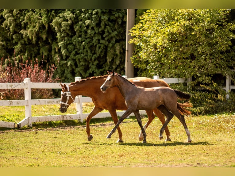 Polnisches Halbblut Stute Fohlen (04/2025) Schimmel in Pszczyna