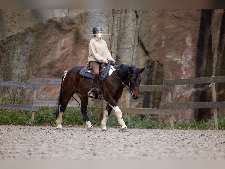 Polnisches Halbblut Mix Wallach 10 Jahre 153 cm Schecke in Renchen