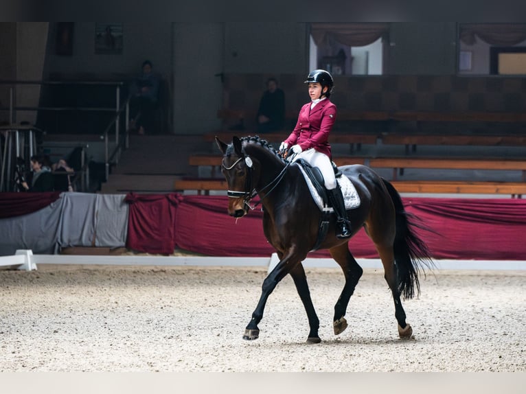 Polnisches Halbblut Wallach 10 Jahre 165 cm Brauner in Kraków