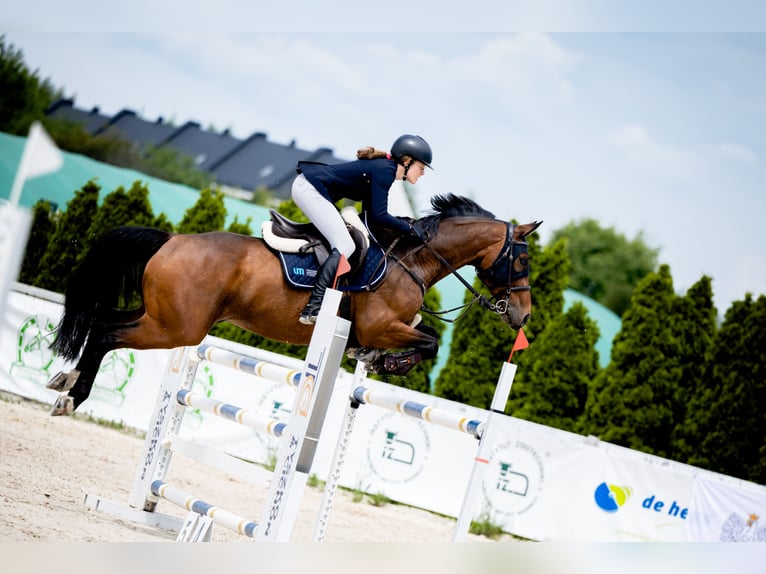 Polnisches Halbblut Wallach 10 Jahre 165 cm Brauner in Łódź