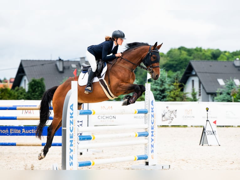 Polnisches Halbblut Wallach 10 Jahre 165 cm Brauner in Łódź