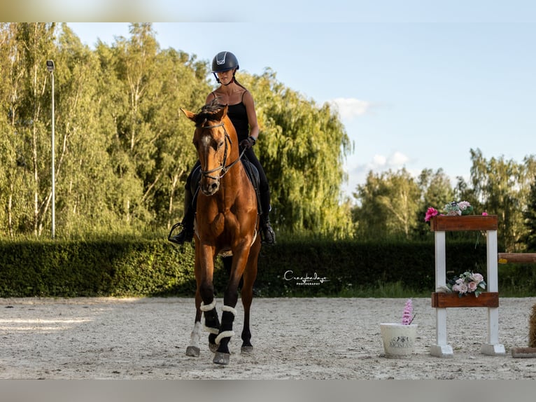 Polnisches Halbblut Wallach 10 Jahre 167 cm Brauner in Kicin