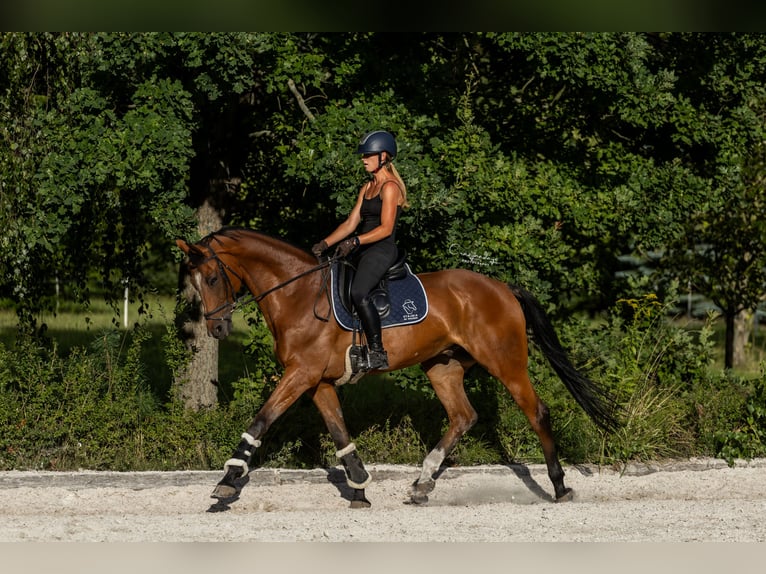 Polnisches Halbblut Wallach 10 Jahre 167 cm Brauner in Kicin
