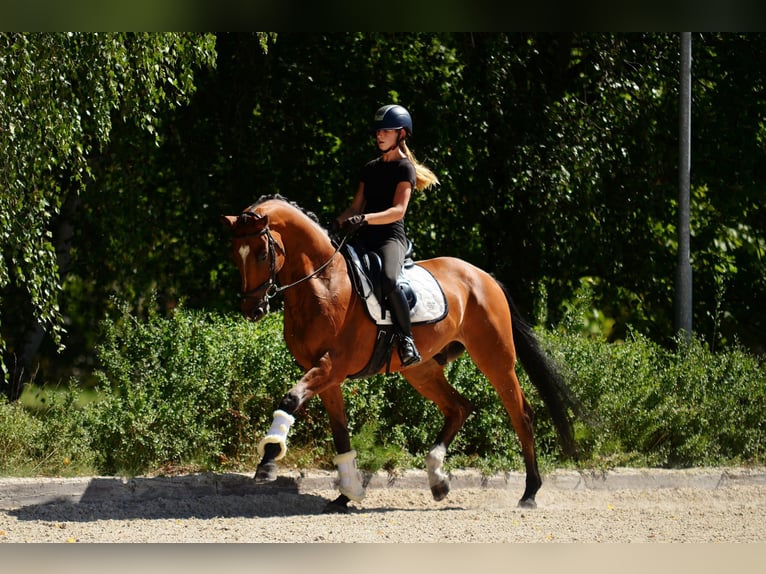 Polnisches Halbblut Wallach 10 Jahre 167 cm Brauner in Kicin