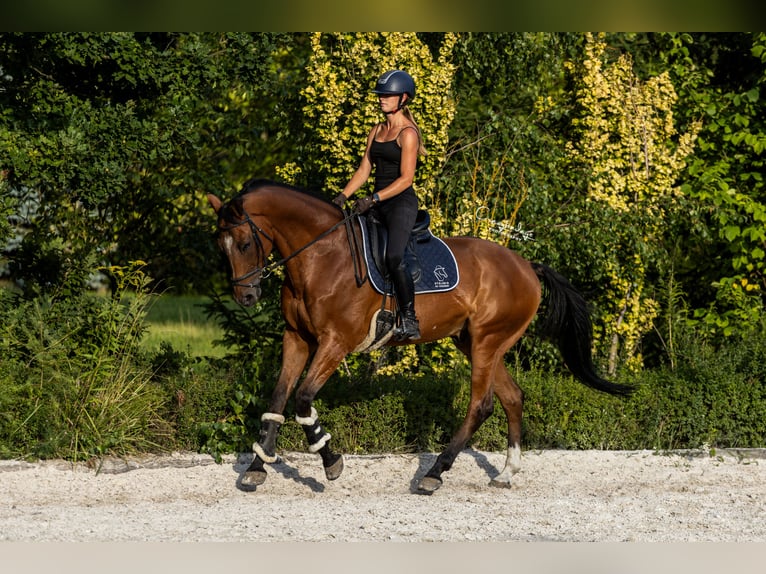 Polnisches Halbblut Wallach 10 Jahre 167 cm Brauner in Kicin