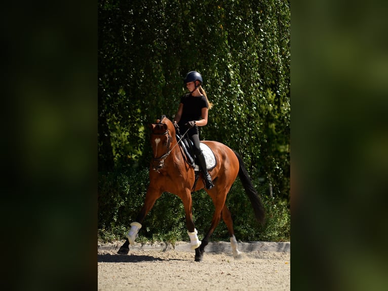 Polnisches Halbblut Wallach 10 Jahre 167 cm Brauner in Kicin