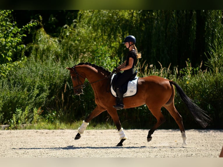 Polnisches Halbblut Wallach 10 Jahre 167 cm Brauner in Kicin