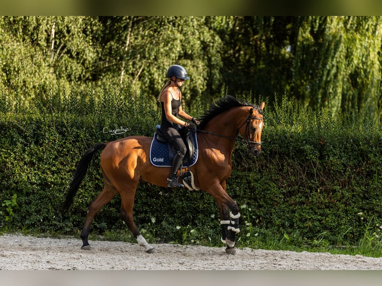 Polnisches Halbblut Wallach 10 Jahre 167 cm Brauner in Kicin