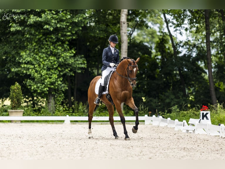 Polnisches Halbblut Wallach 10 Jahre 167 cm Brauner in Kicin