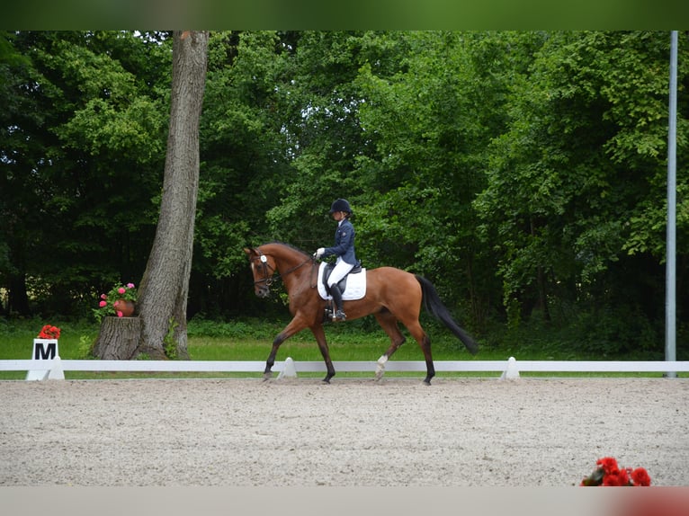 Polnisches Halbblut Wallach 10 Jahre 167 cm Brauner in Kicin