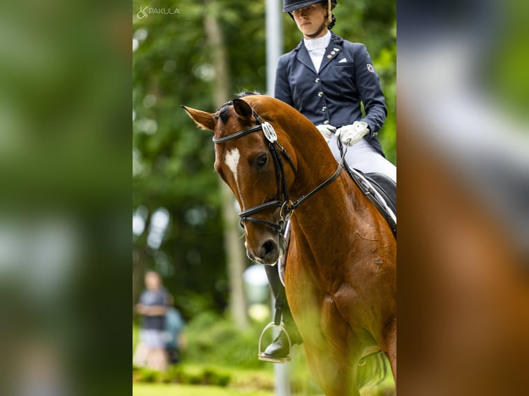 Polnisches Halbblut Wallach 10 Jahre 167 cm Brauner in Kicin