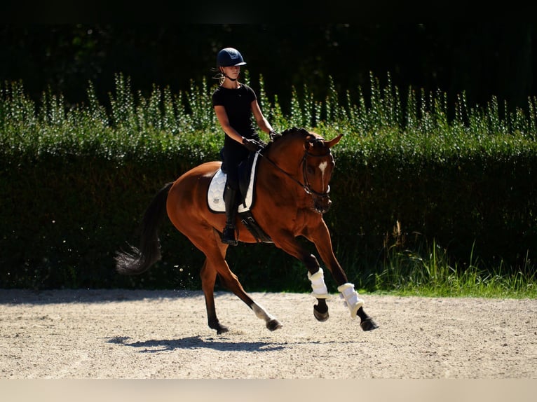 Polnisches Halbblut Wallach 10 Jahre 167 cm Brauner in Kicin