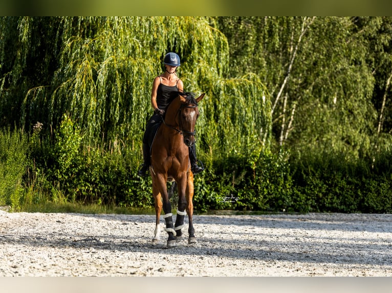 Polnisches Halbblut Wallach 10 Jahre 167 cm Brauner in Kicin
