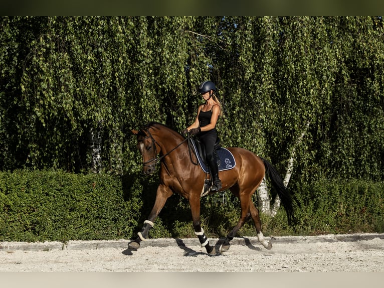 Polnisches Halbblut Wallach 10 Jahre 167 cm Brauner in Kicin
