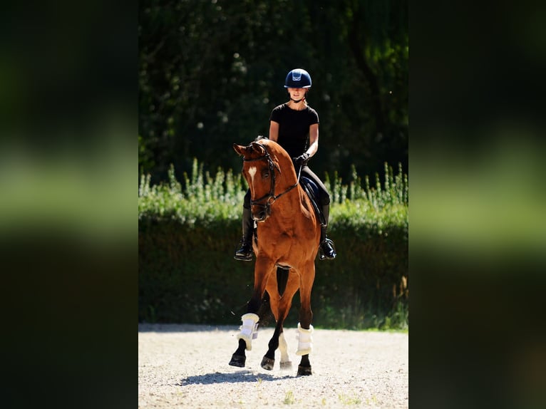 Polnisches Halbblut Wallach 10 Jahre 167 cm Brauner in Kicin