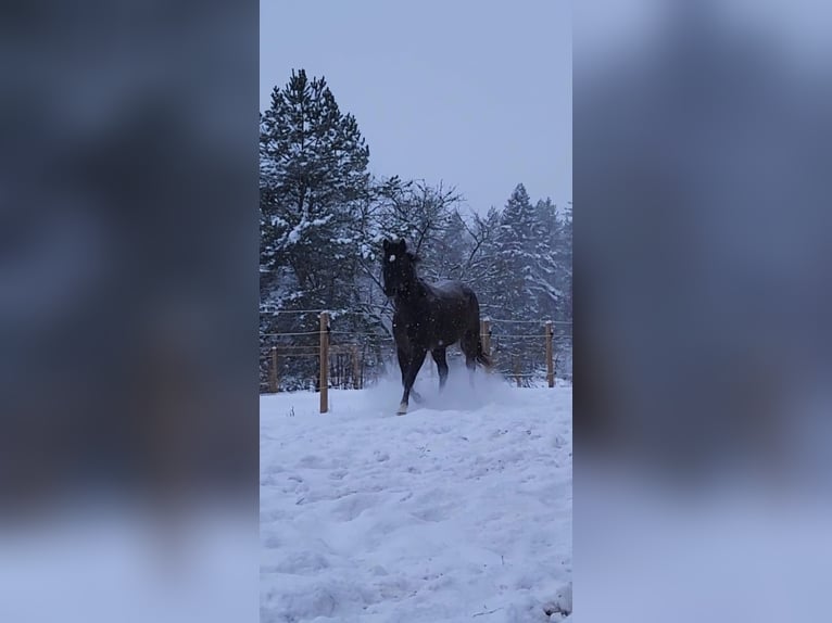 Polnisches Halbblut Wallach 10 Jahre 167 cm Dunkelfuchs in Munkfors