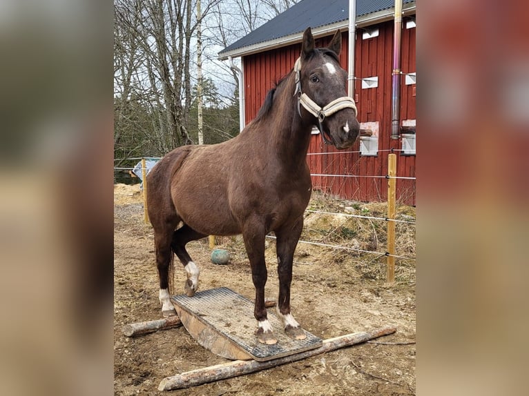 Polnisches Halbblut Wallach 10 Jahre 167 cm Dunkelfuchs in Munkfors