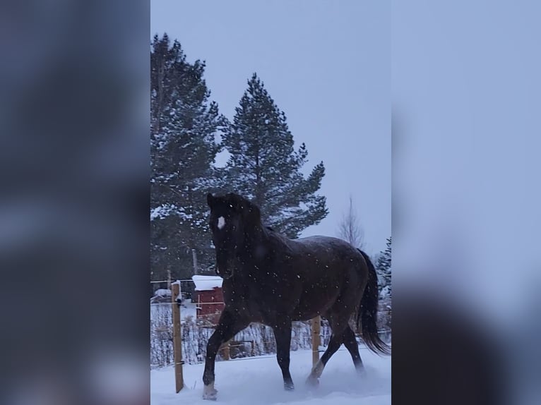 Polnisches Halbblut Wallach 10 Jahre 167 cm Dunkelfuchs in Munkfors