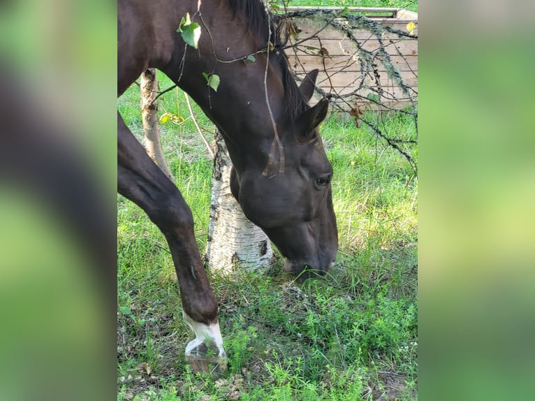Polnisches Halbblut Wallach 10 Jahre 167 cm Dunkelfuchs in Munkfors